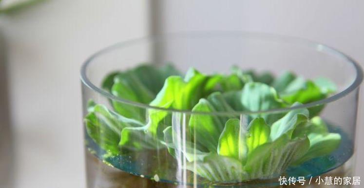 这10种盆栽植物特别适合种在家里，能够舒缓压力、净化空气