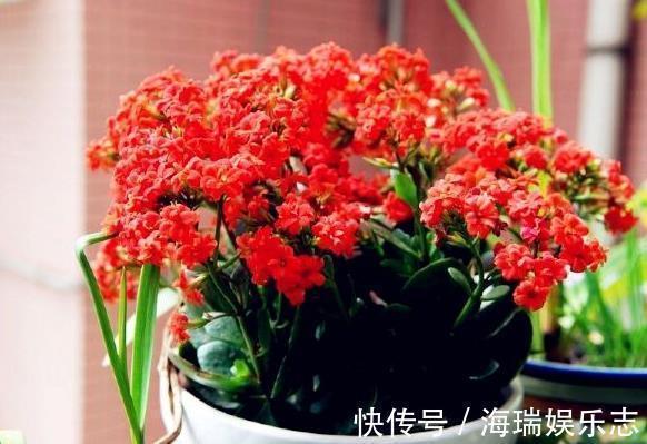 冬天|要让长寿花“开花不断”，把“3点”做好，一次冒出50个花苞！