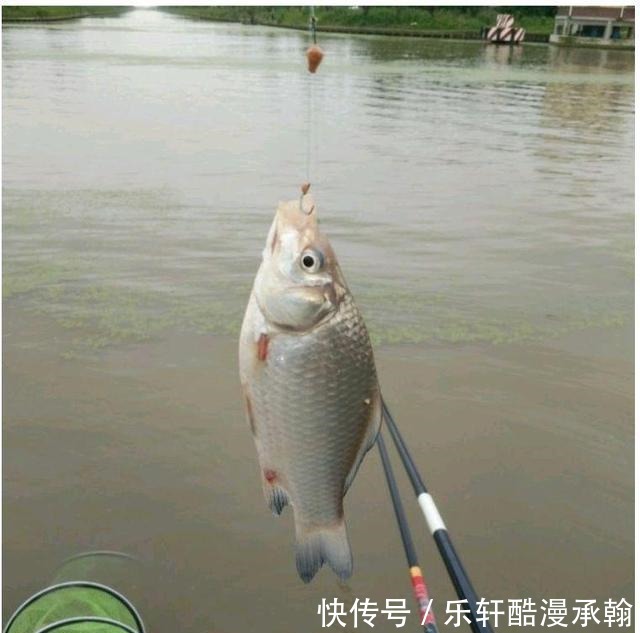 鲫鱼|冬钓鲫鱼,越钓鱼越小再不改变钓法,就离停口不远了