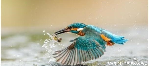 每日冷知识——保持血统?法老做到了极致!