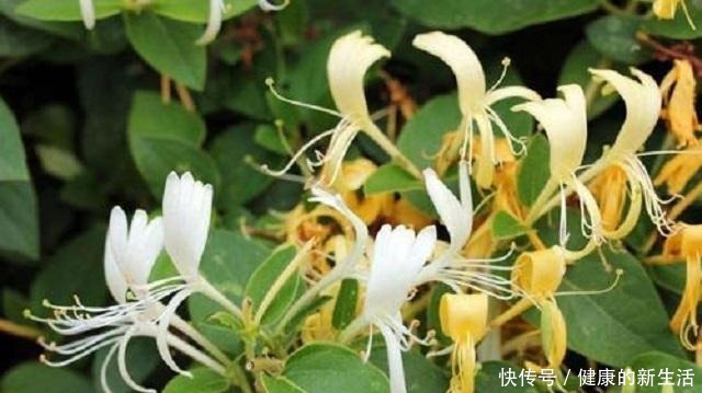 野生金银花,除了泡茶另有妙用,能治病救人,无奈常人却很少知道!
