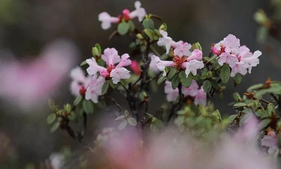 来林芝赏绝美的高山杜鹃花~赶紧带上相机去拍大片吧！