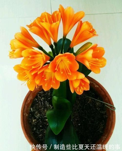 土壤|越来越多的养花人,用“它”来浇花,实用、啥都能养活