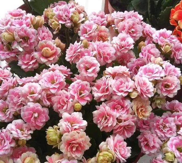 天凉开花|六月养长寿花,这“三位置”提前剪一剪,顺利度夏,天凉开花早