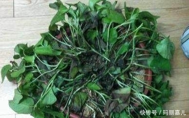 盆栽|养死的盆栽你扔了?用这3招,很快就能救活它