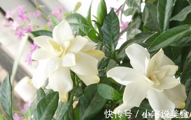 小玩意|夏养栀子花,加3样“小玩意”,一连开仨月,家里“香水”都省了