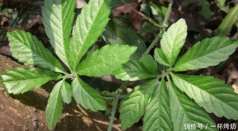 着非常好|天然“胰岛素”找到了,坚持用“3物”泡水喝,血糖可能悄悄下来