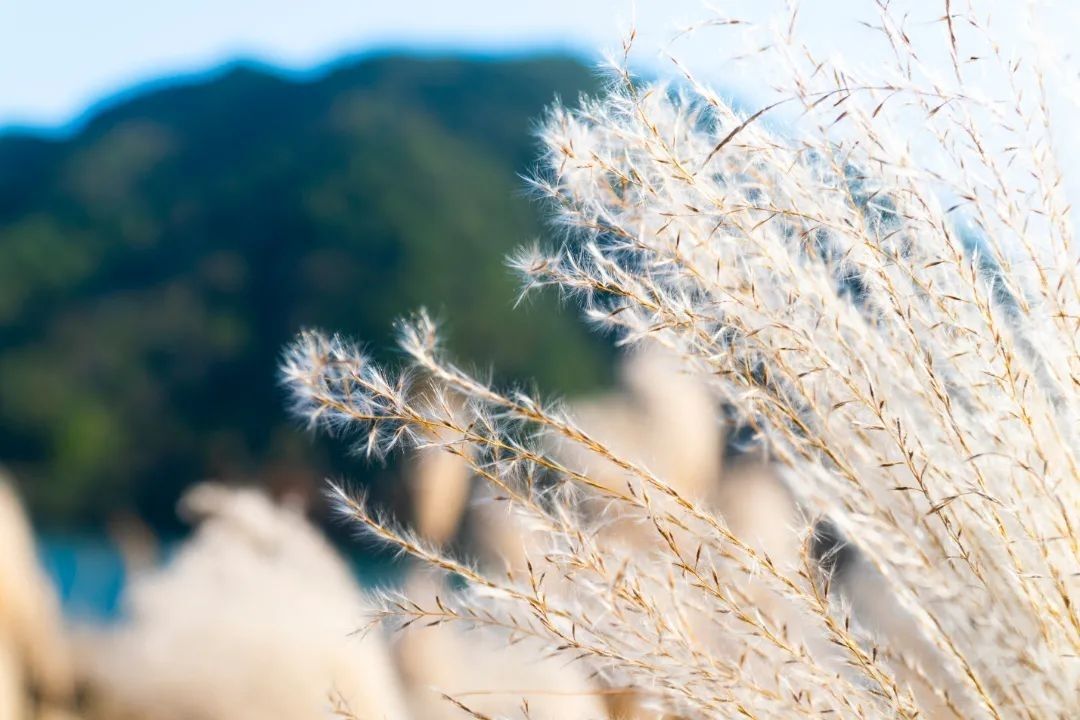 芦花|“藏在深闺”的奉化芦苇荡！知道的一定没有几个人！