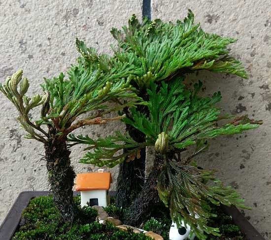 看见这植物，挖回家放盆里，越养越值钱，可成盆栽佳品