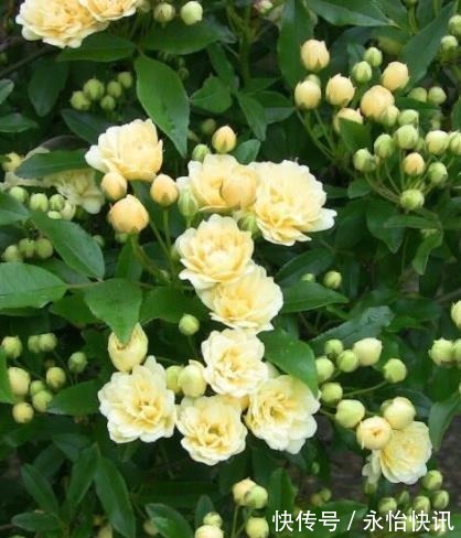 阳台再小,也要养棵“香水花”,皮实好养颜值高,适合新手