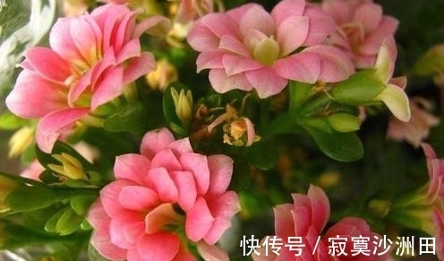 肥料|养花的时候应该怎样使用磷酸二氢钾?