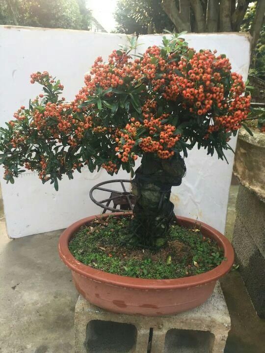 一种花叫做“吉祥果”,小时候砍了当柴烧,长大竟然变成高端盆景