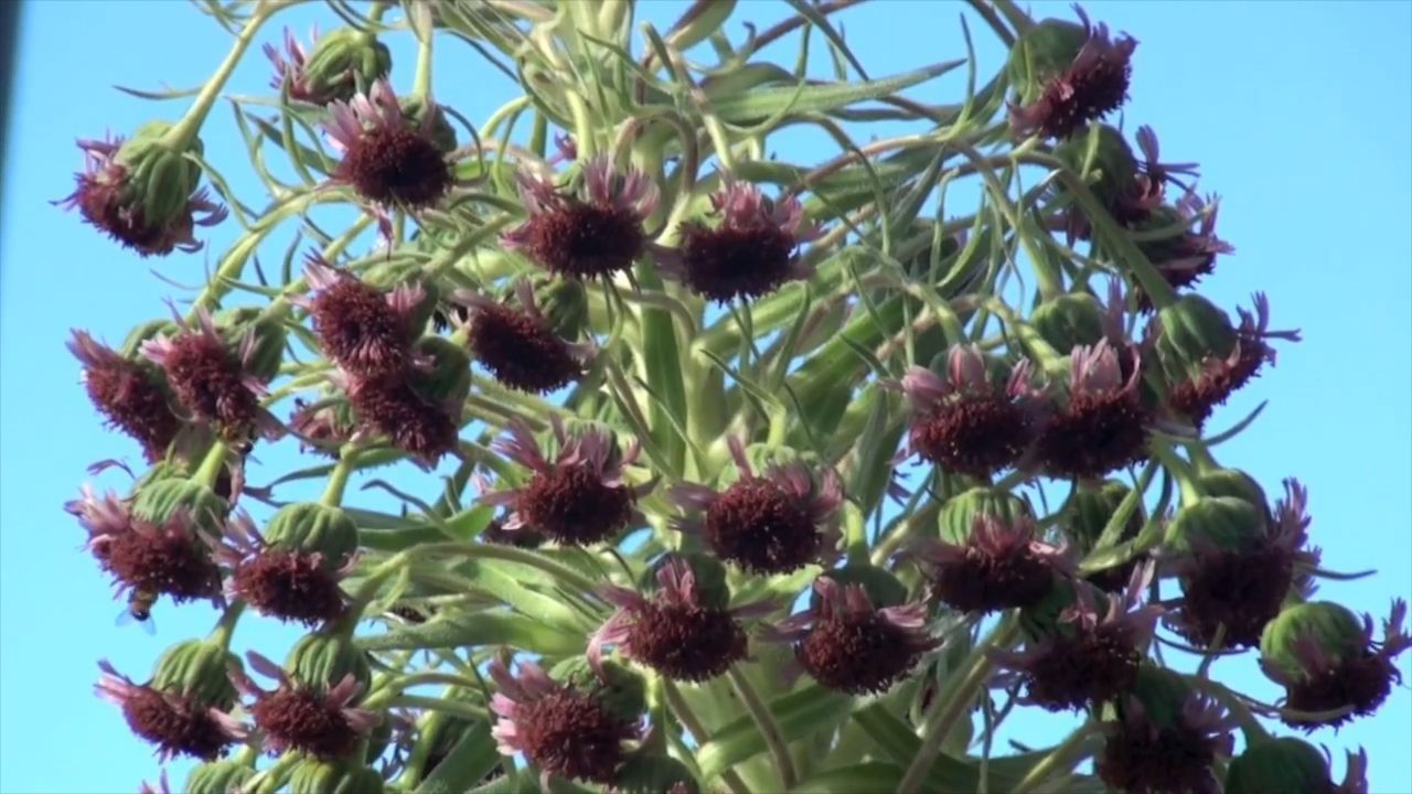 国家公园|全球最奇特的花,每六十年开花一次,已被列为珍稀物种