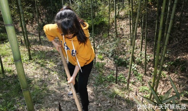 它很少长在竹林，若你能有幸偶遇，哪怕误除竹笋，也别伤到它