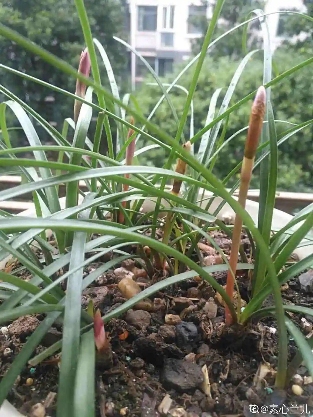 虐着养的花,剪成秃子,半月不浇水,呼呼开花