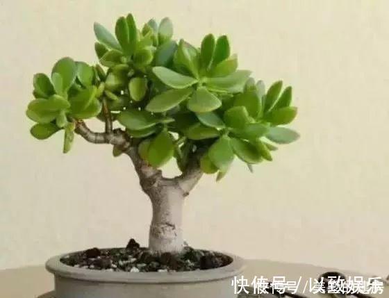 养花|养花要“七分管、三分剪”,花卉如何修剪你一定要懂