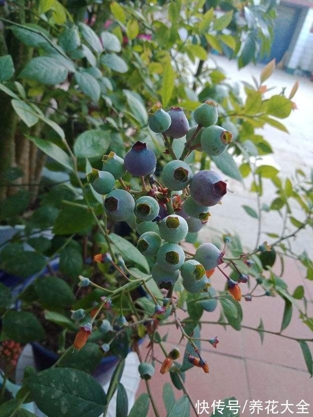 “家有果树,四季镇宅”,养盆果树,满枝结果有吉祥好兆头
