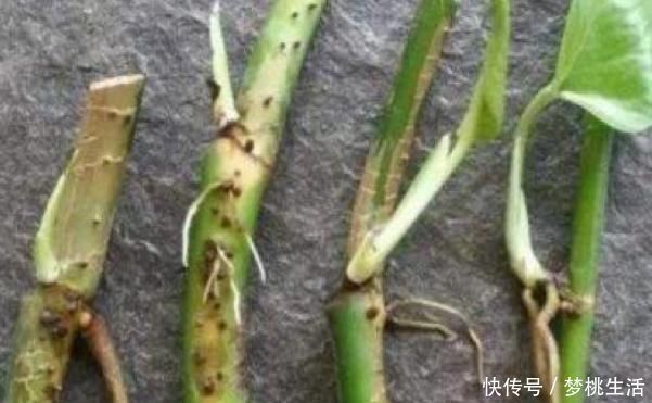 生根|这三种花不用等,现在扦插越热生根越快,再晚又要等到明年了