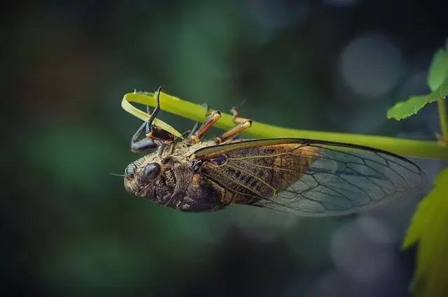 寒蝉|立秋之后,寒蝉鸣