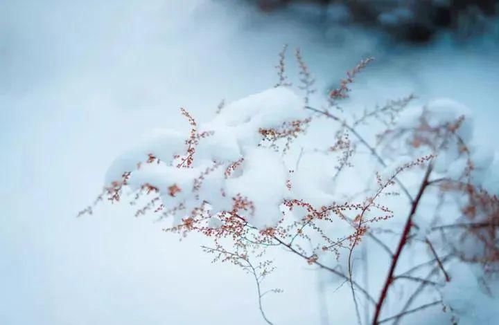  人间|人间至此雪盛时，愿君常安康！