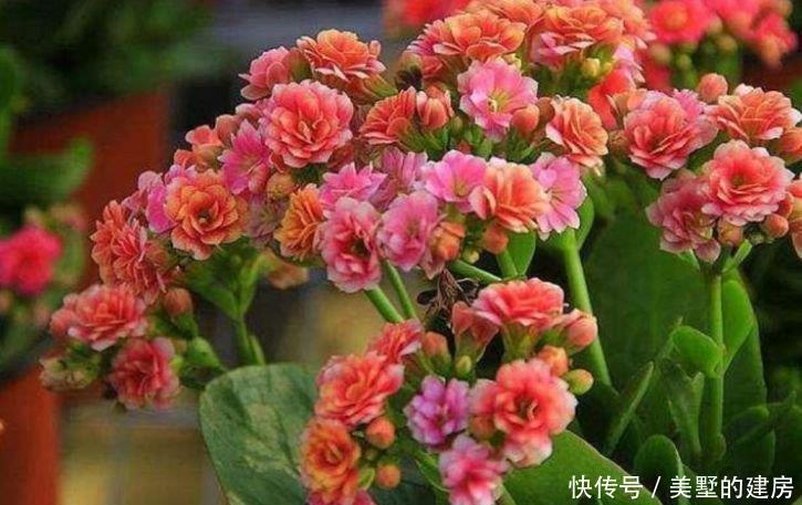 谁见了都喜欢的3种花,好养又漂亮,美不胜收,你养了吗