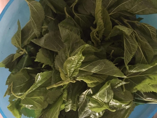 稳定血糖|藏在身边的“吸糖王”,每天敞开吃,稳定血糖,或许糖尿病远离你