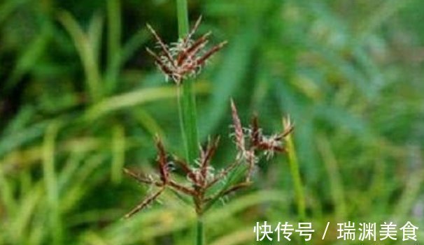 农村|农村不起眼的野草,竟然是一味治病的民间好中药,你认识吗