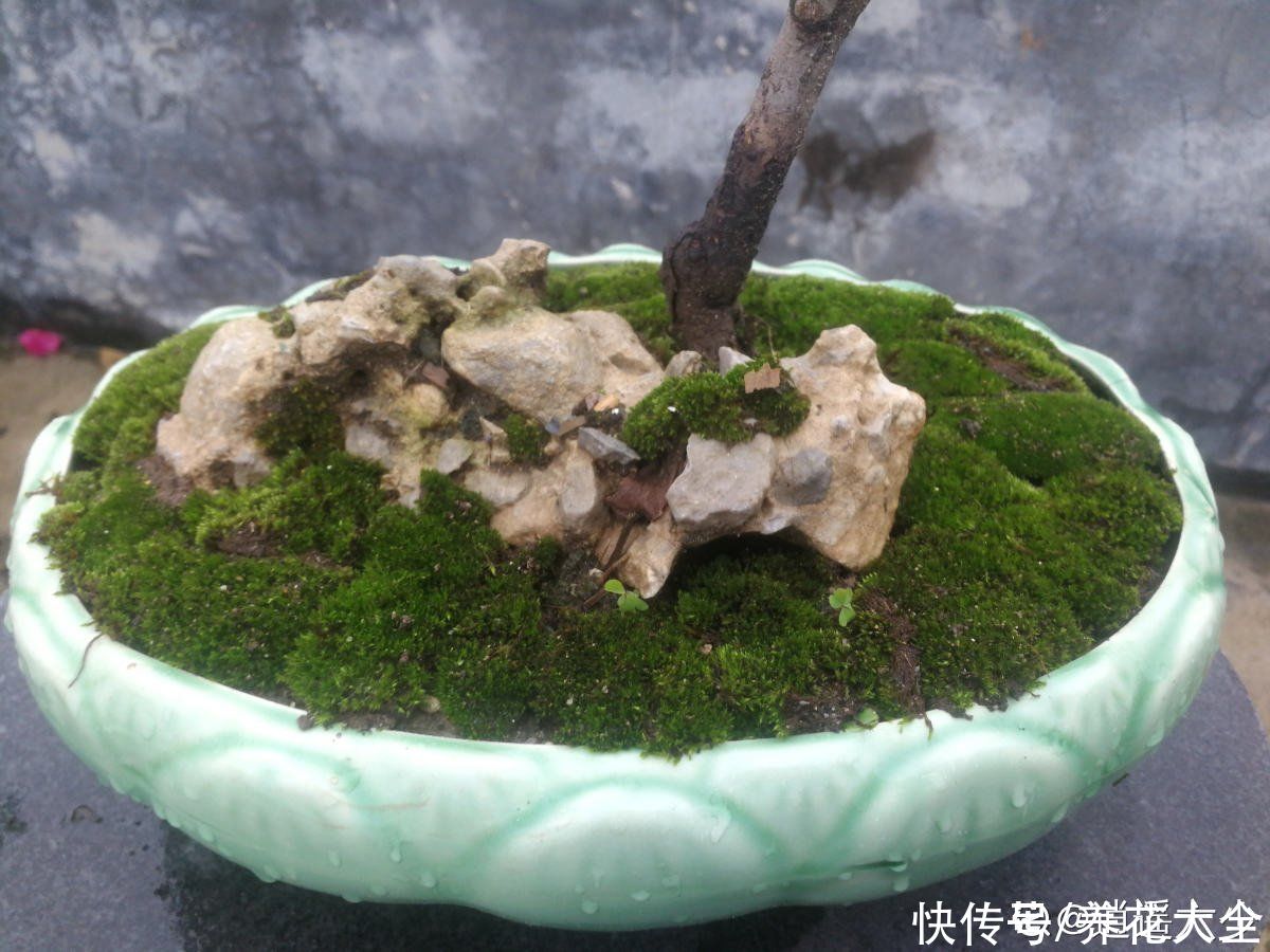 土壤|植物界的“祖师爷”，个头小作用大，挖回家种土里就活