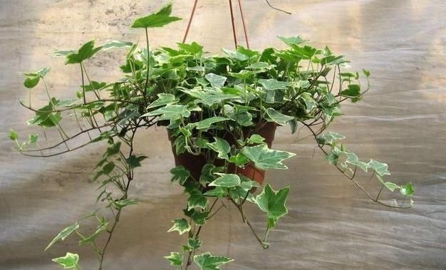 聪明人什么花也不养,却去养这“4种”植物,难怪身体越来越好