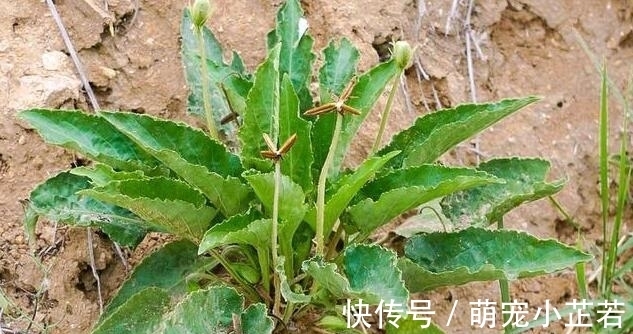 老人|它叫地黄瓜,是包饺子的好材料,很多老人吃过,如今知道的人不多