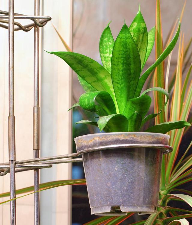 虎皮兰不爱长“小芽”教你一招，小芽出不停，花纹更艳丽