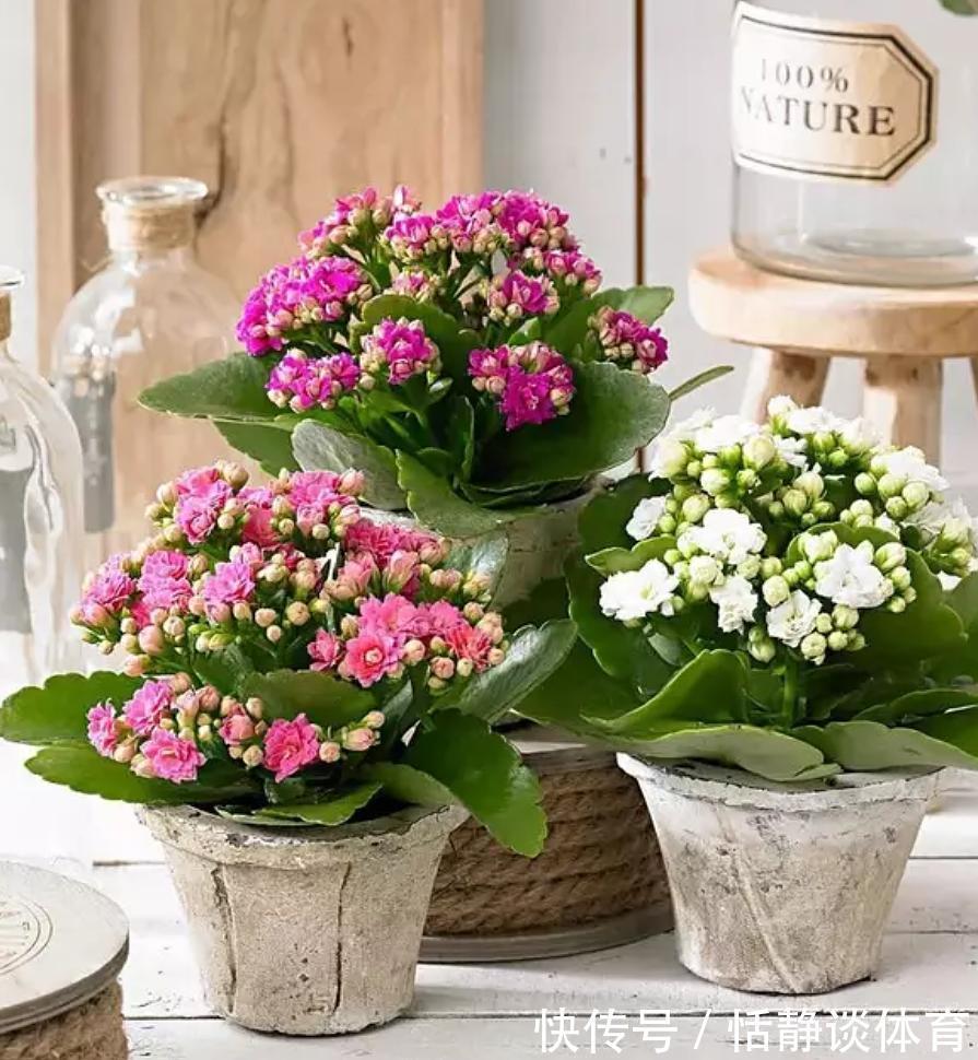 寓意吉祥的“五种花”,好养又吉祥,是打造高端家居的不二选择