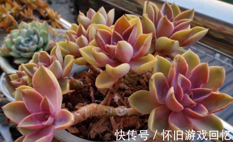 新手小白养多肉,6种品种随便一样,越冷状态越好看,值得拥有