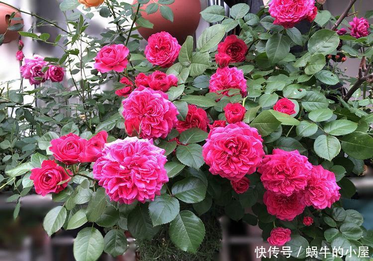 养花可以选个个花期长的,花大色艳,花姿妖娆,四季繁花似锦