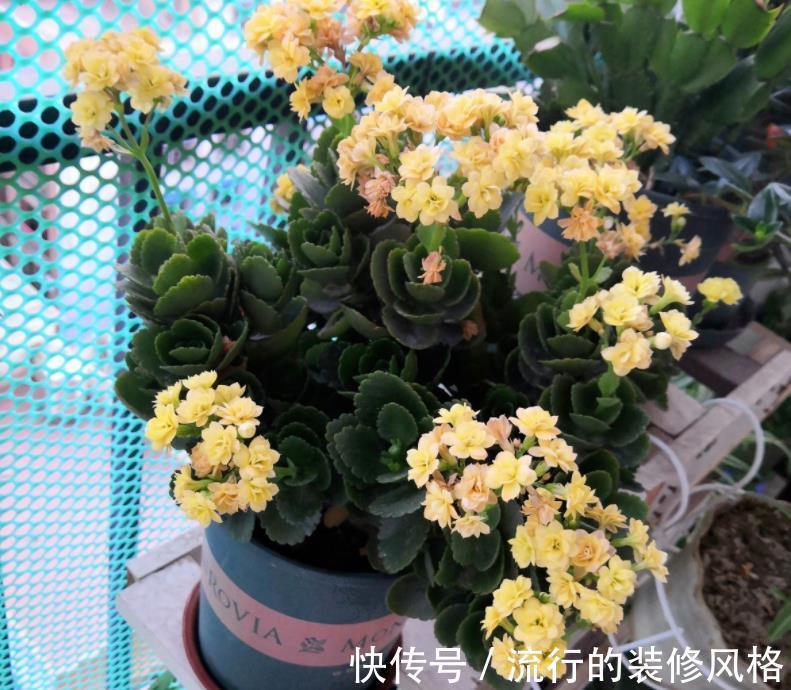水溶肥|天热养长寿花,盆栽慎重这4点,不黑腐不化水,9月呼呼开花