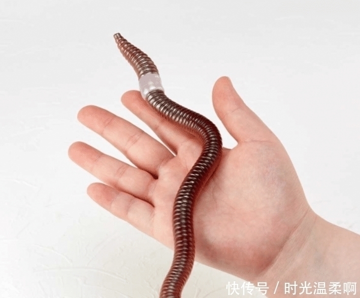 昆虫|你见过哪些奇怪的手办模型?蟑螂、蚯蚓为原型的手办,还原度太高