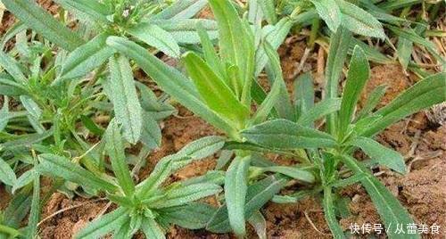 冬天种一盆野菜,掐着嫩芽吃,蒸着炒着怎么吃都鲜美