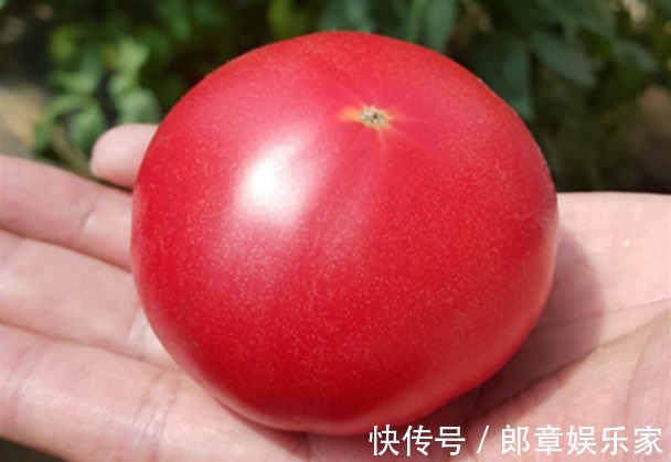 多汁|买西红柿别只会看颜色，牢记4个妙招，西红柿鲜甜多汁，做菜好吃
