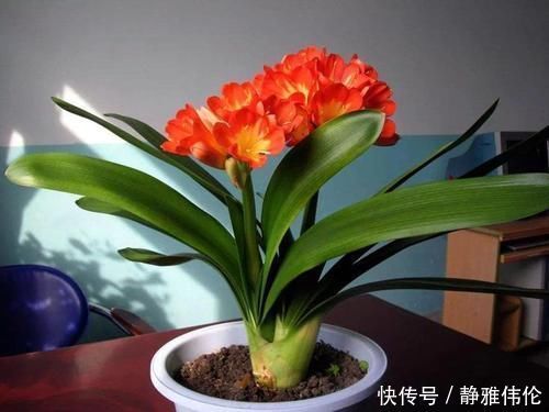 君子兰是个小馋猫,入秋后多用这3种零食,当花肥开花多