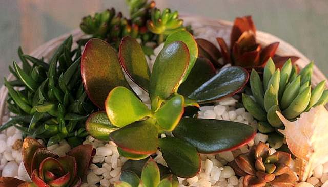 多肉植物缺水蔫,不能恢复生机,教你一招,很快变成“胖美人”