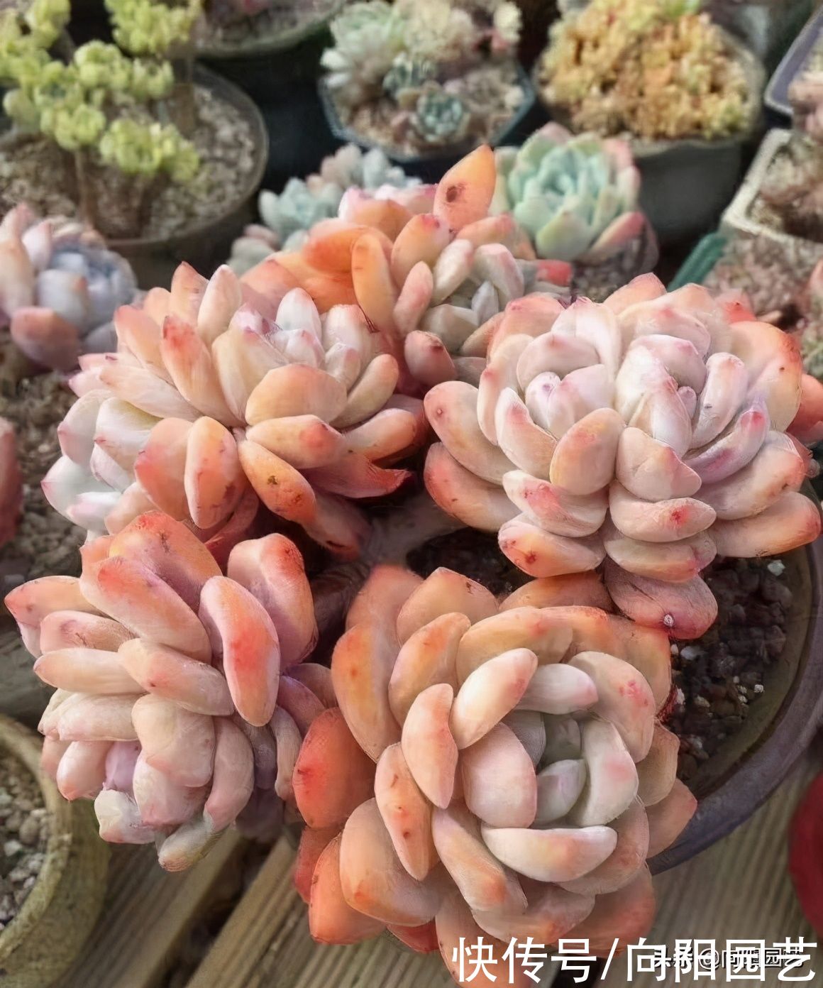 开春买多肉，只买合适的，这几类不要买，别听忽悠小心吃亏