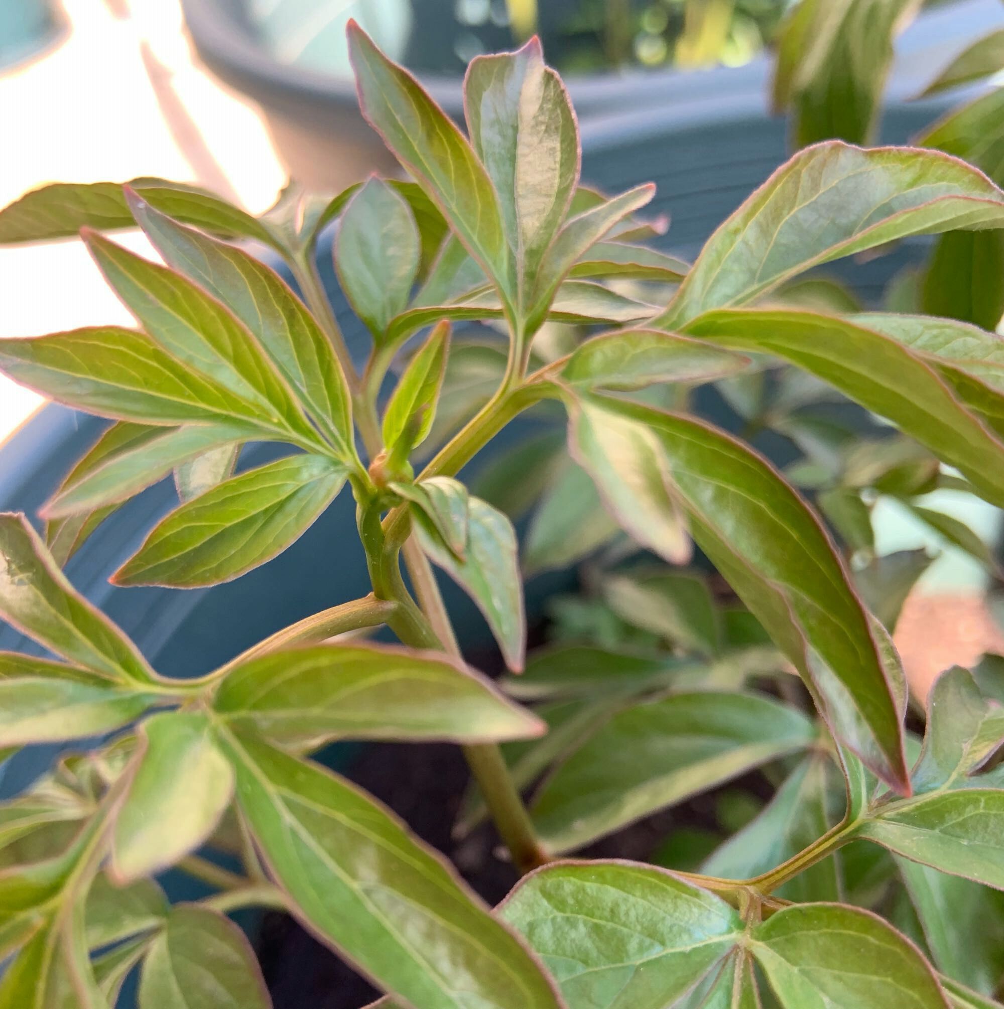 芍药花和牡丹傻傻分不清楚芍药的花苞很大就是不开花怎么办呢