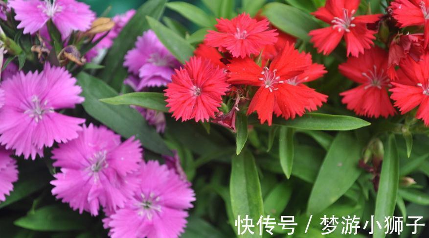 阳台上|六种简单的花,阳台不需要养太多花,室内就可以花香不断