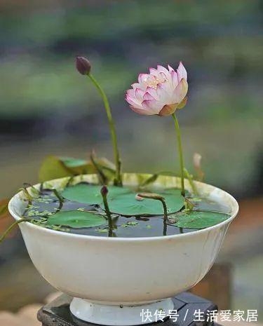 福建人爱养花草盆景,他们对花草形态是有“高要求”的!