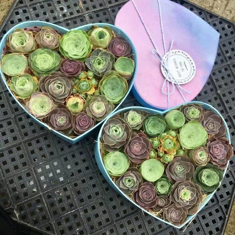 2种多肉，一休眠就变小包子，天越热越漂亮！