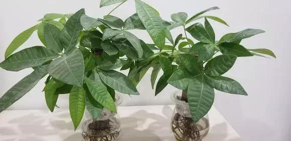 发财树|发财树黄叶烂根,切1刀丢水里,反而长得欢,2周狂冒大白根!