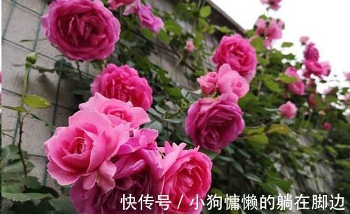营养液|最厉害的养花营养液:给月季花喝一勺,猛窜笋芽,花开满枝