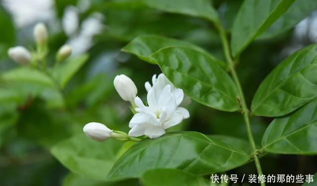 随便|此6种花随便养,大肥大水大太阳,开成大花球