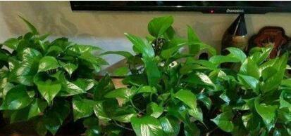 随手捡点它扔盆里，绿萝、虎皮兰、君子兰呼呼长爆盆，好用不花钱