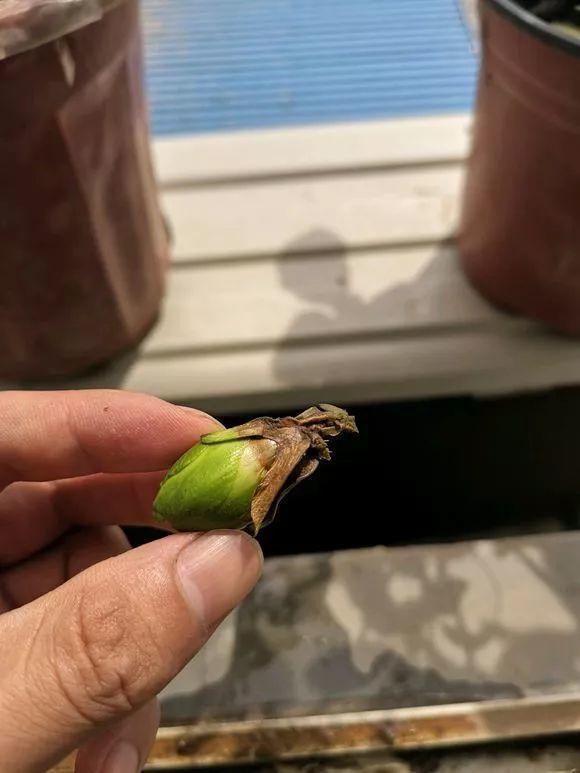 栀子月季，花还没开就发黑掉落，这些原因一看就懂！